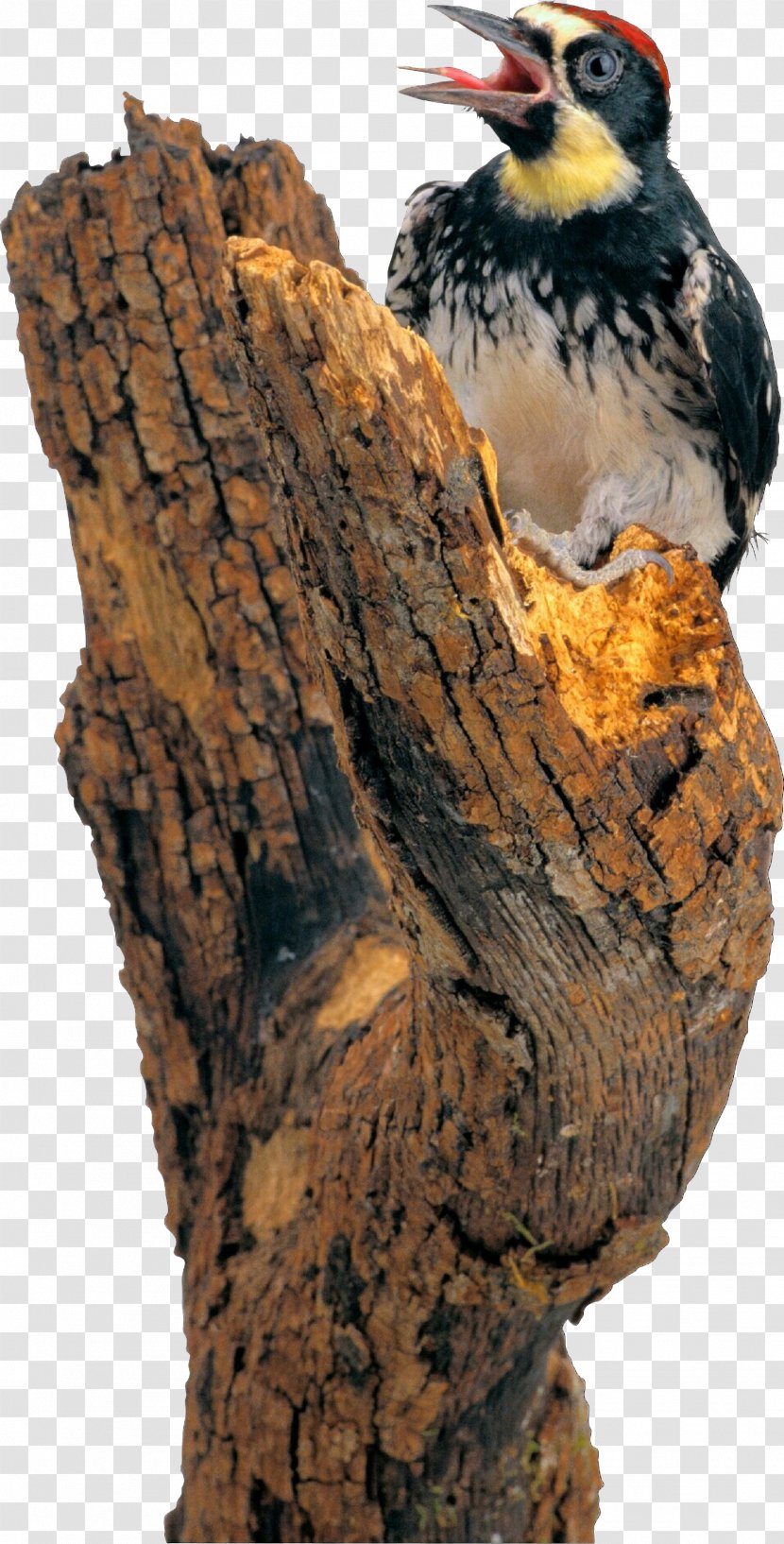 Bird Of Prey Beak Tree Peregrine Falcon - Hawk - Acorn Woodpecker Transparent PNG