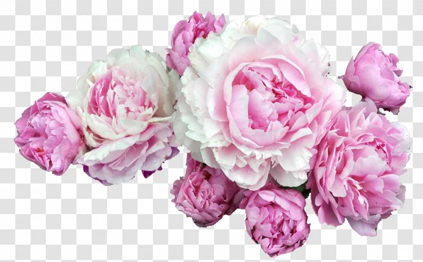 Pink Flowers Desktop Wallpaper Clip Art - Flower Arranging - Peonies Transparent PNG