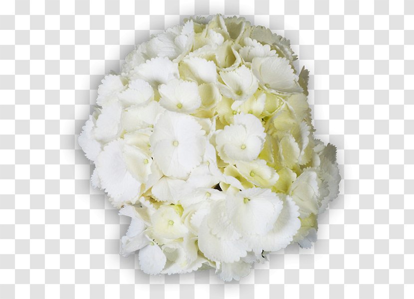 Hydrangea Floral Design Cut Flowers Flower Bouquet Transparent PNG