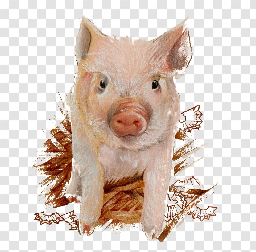 Domestic Pig Illustration - Illustrator - Painted Pattern Transparent PNG