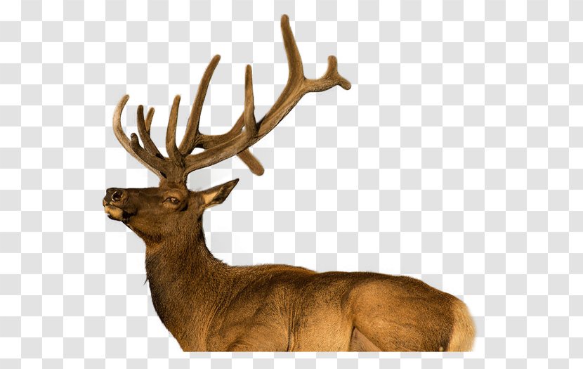 Elk Reindeer Antler Terrestrial Animal Wildlife - Deer - Sika Transparent PNG