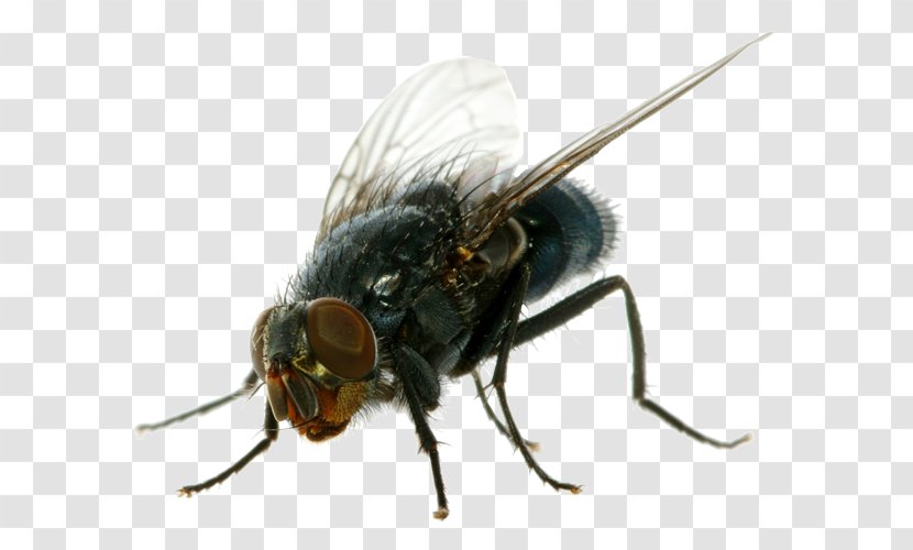 Insecticide Housefly Cockroach - Pest Control - Flies Clipart Transparent PNG