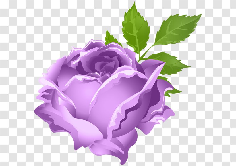 Garden Roses Cabbage Rose Clip Art - Purple - Flower Transparent PNG