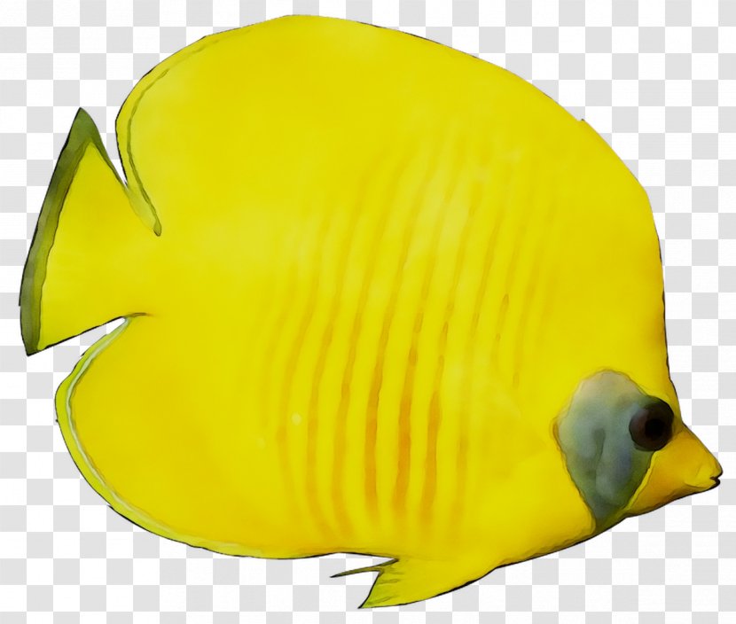 Yellow Marine Biology Beak Fish - Pomacanthidae - Bonyfish Transparent PNG