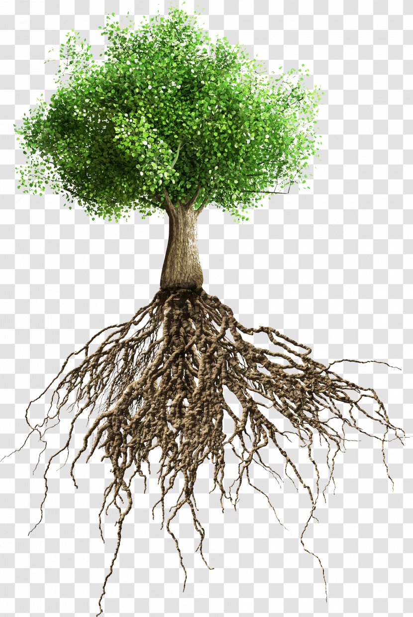 Root - Plant Stem - Tree Transparent PNG