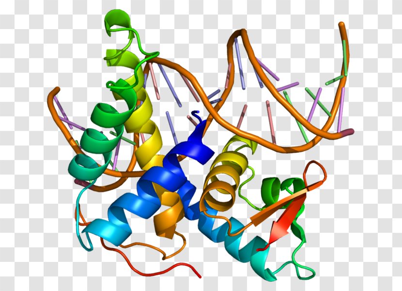 TFDP2 E2F5 E2F4 Protein - Silhouette - Frame Transparent PNG