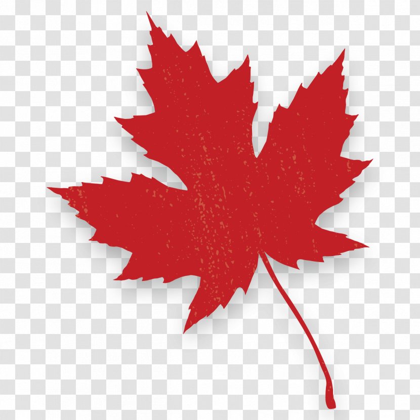 Red Maple Canada Leaf Autumn Color - Syrup - A Bunch Of Leaves Transparent PNG