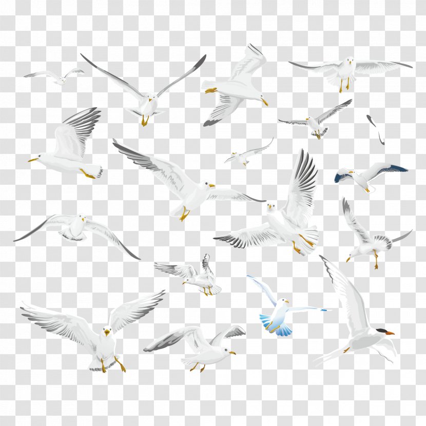 Gulls Bird Make More! - Mouette - Flying Pigeon Creative Collection Transparent PNG