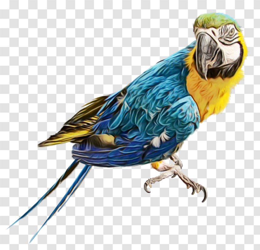 Bird Parrot - True - Budgie Transparent PNG