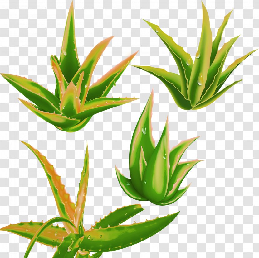 Aloe Vera Plant - Agave - Decorative Pattern 8825 Desktop Wallpapers Transparent PNG