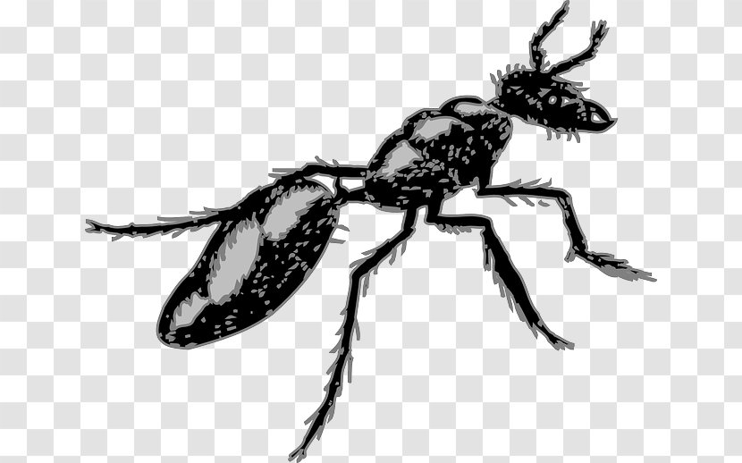 Ant Insect Pest Clip Art - Organism - Ants Transparent PNG