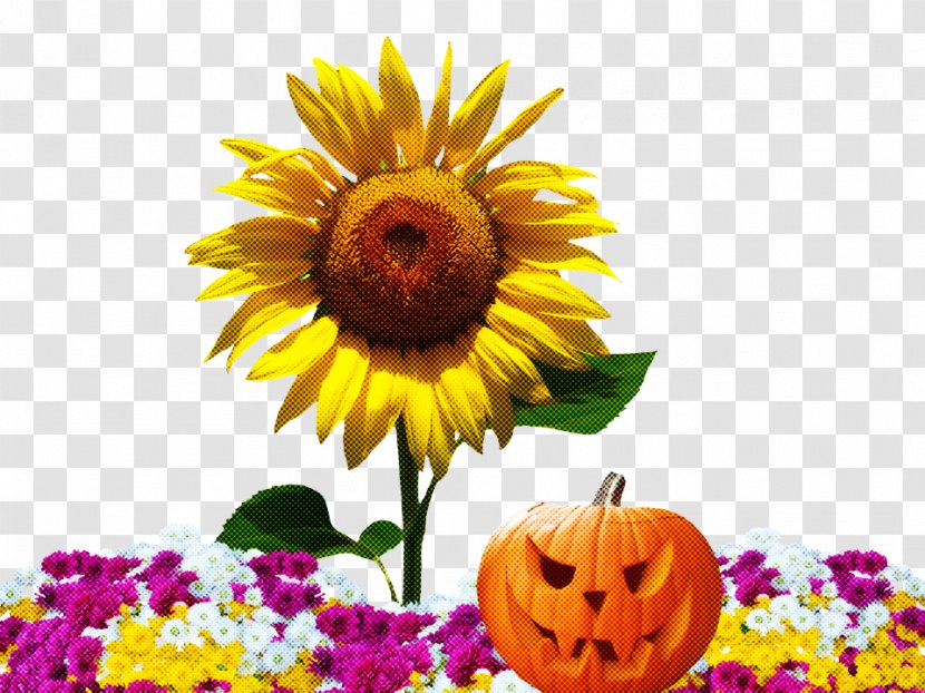 Sunflower - Flower - Vegetarian Food Cut Flowers Transparent PNG