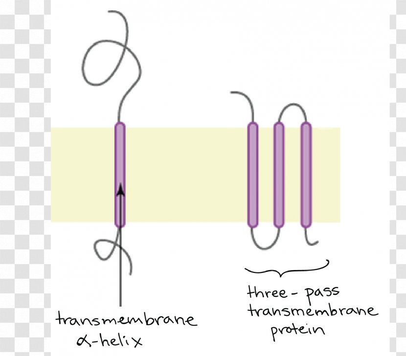 Paper Logo Transmembrane Protein Font - Pink M - Design Transparent PNG