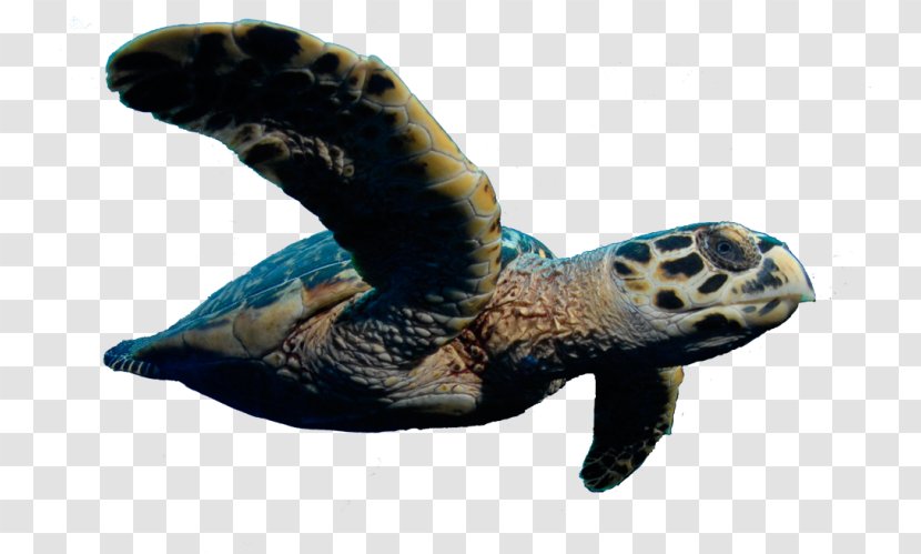 Loggerhead Sea Turtle Tortoise Green - Organism - Seaturtle Transparent PNG