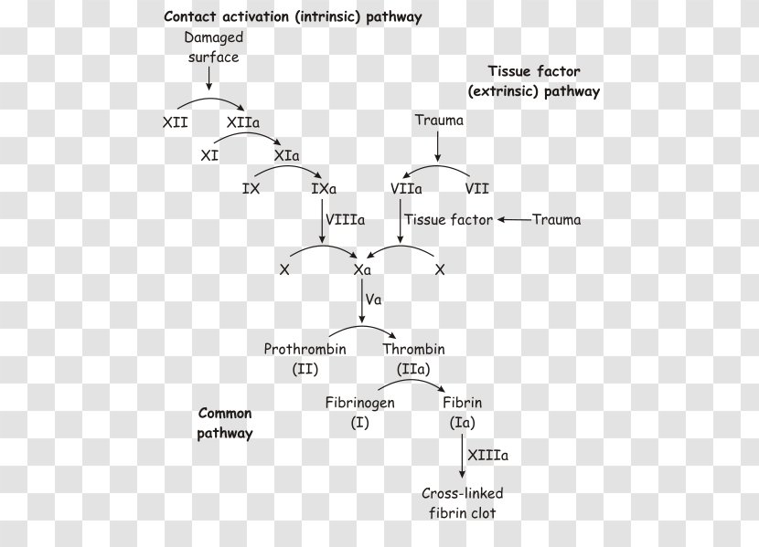 Coagulation Blood Heparin Coagulopathy Platelet - Monochrome Transparent PNG