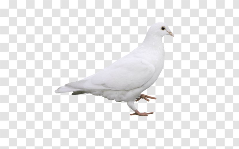 Columbidae Rock Dove Stock White - Fond Blanc - Pigeons And Doves Transparent PNG