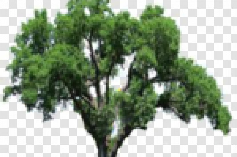 Tree Oak Clip Art - Plant Transparent PNG