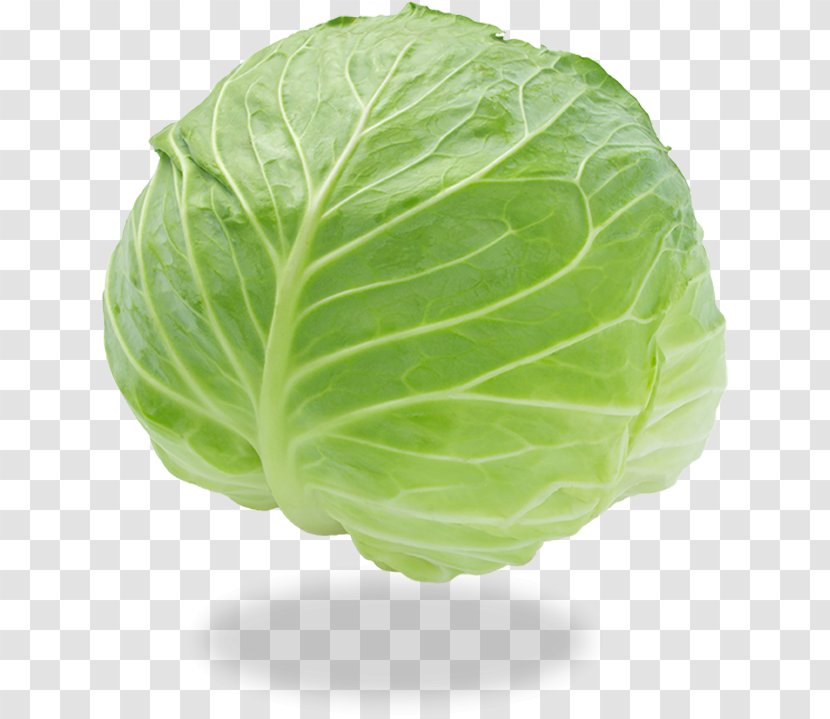 Cabbage Roll Leaf Vegetable Food - Savoy Transparent PNG