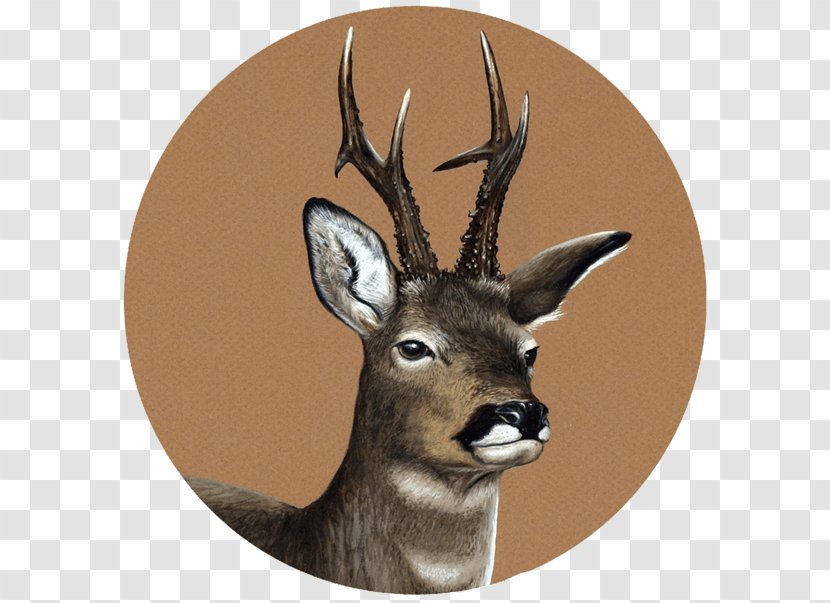 White-tailed Deer Pablo Pereira - Retratos De Fauna - Nature WildlifeDetails Transparent PNG