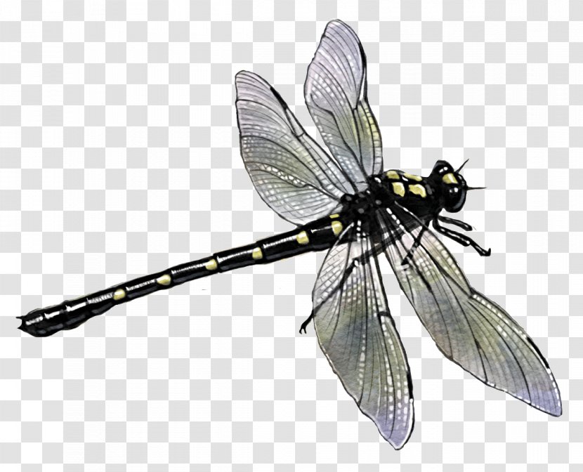 Butterfly Dragonfly Pterygota Potton & Burton River - Dragon Fly Transparent PNG