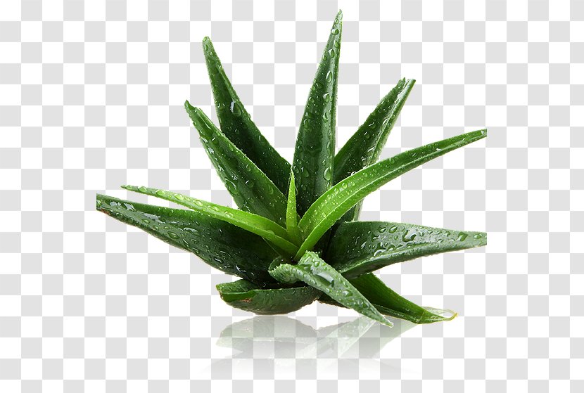 Aloe Vera Skin Extract Health Plant - Xanthorrhoeaceae Transparent PNG