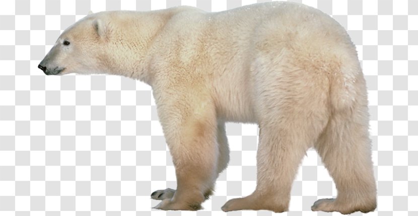 Polar Bear Clip Art Transparency - Terrestrial Animal Transparent PNG