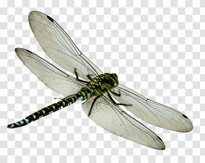 Insect Dragonfly Clip Art - Dragonflies And Damseflies - Flies Transparent PNG