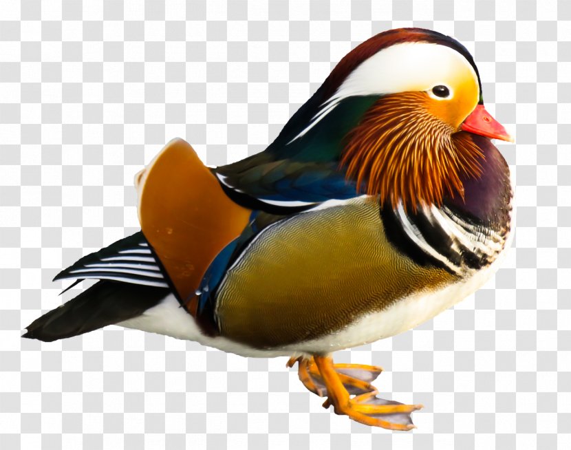 Mandarin Duck Mallard Goose Bird - Beak Transparent PNG