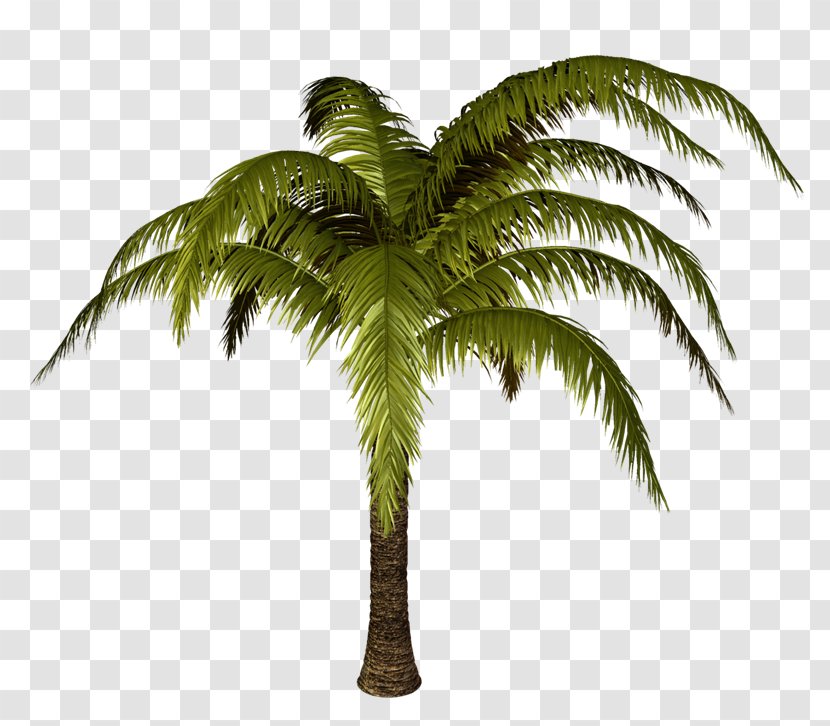 Tree Plant Clip Art - Coconut - PALMERAS Transparent PNG