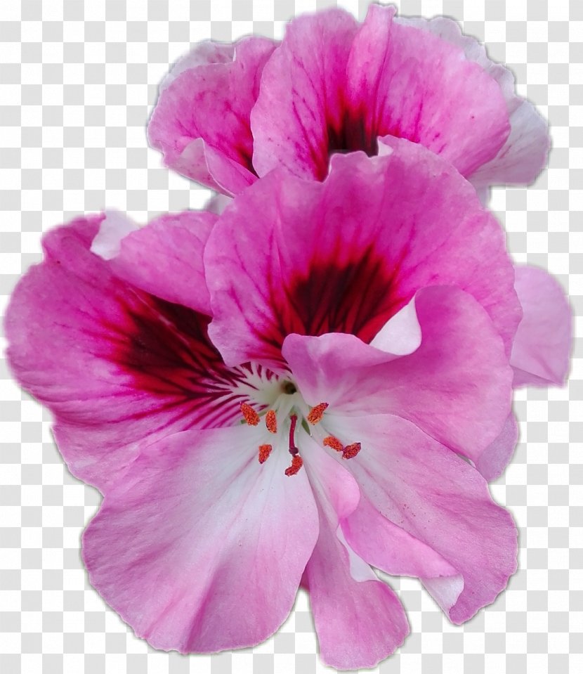 Pink Flowers Background - Cut - Herbaceous Plant Transparent PNG
