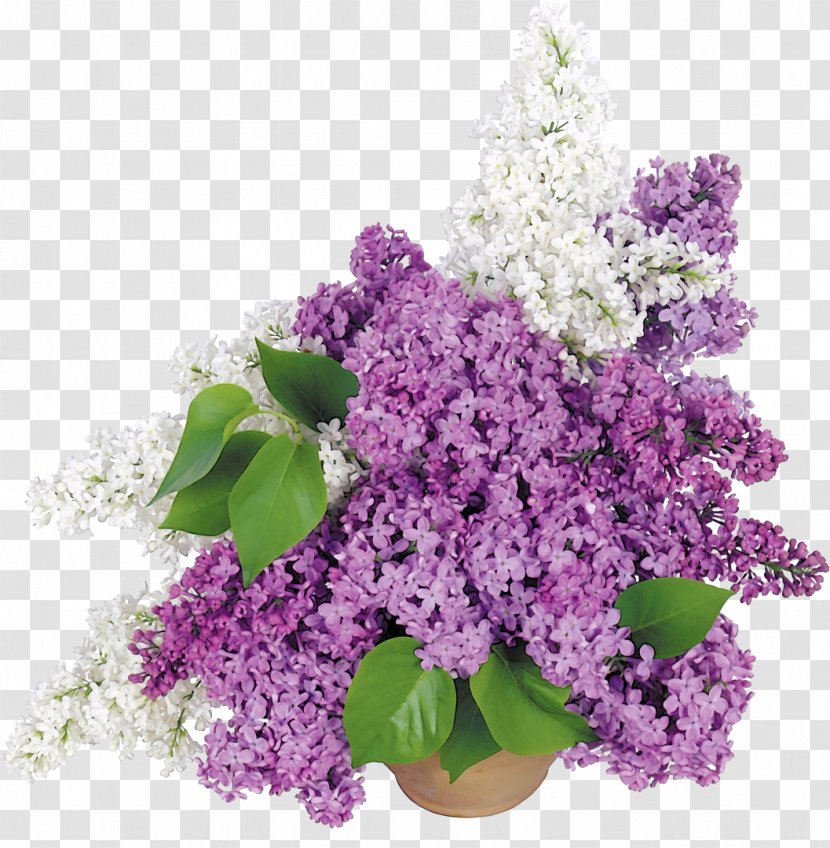 Flowerpot Common Lilac Cut Flowers Transparent PNG