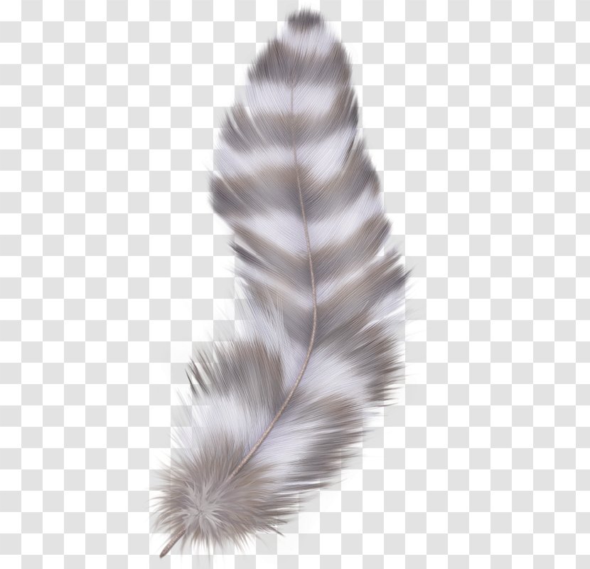 Feather Digital Image Clip Art - Tail Transparent PNG