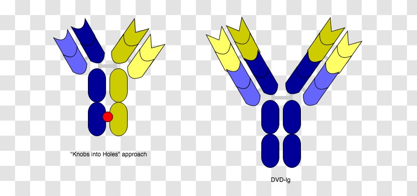 Bispecific Monoclonal Antibody Fragment Antigen-binding Crystallizable Region - Therapy - Yellow Transparent PNG