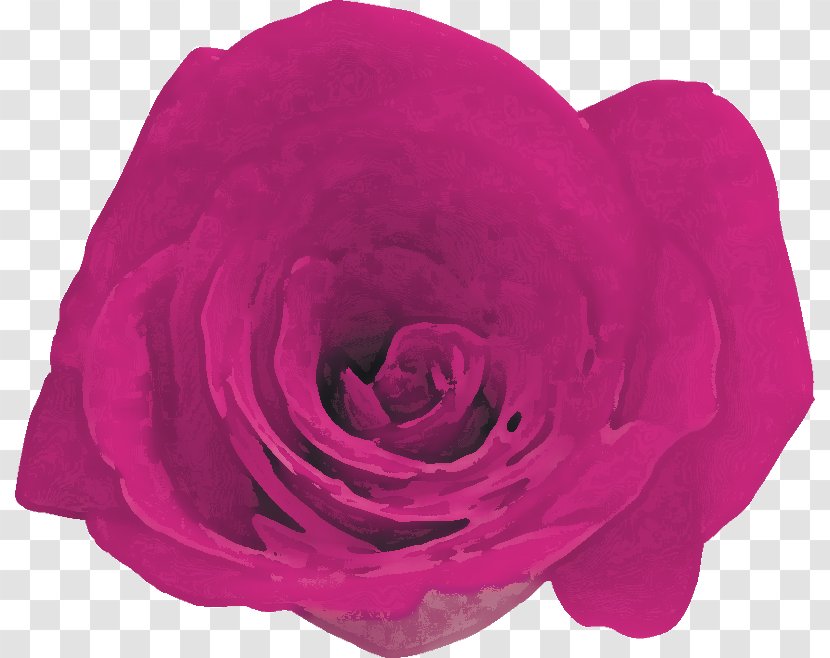 Garden Roses Cabbage Rose Petal Cut Flowers - Family - Order Transparent PNG
