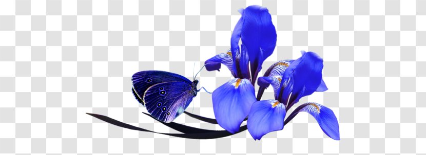 Flower Poppy Clip Art Transparent PNG