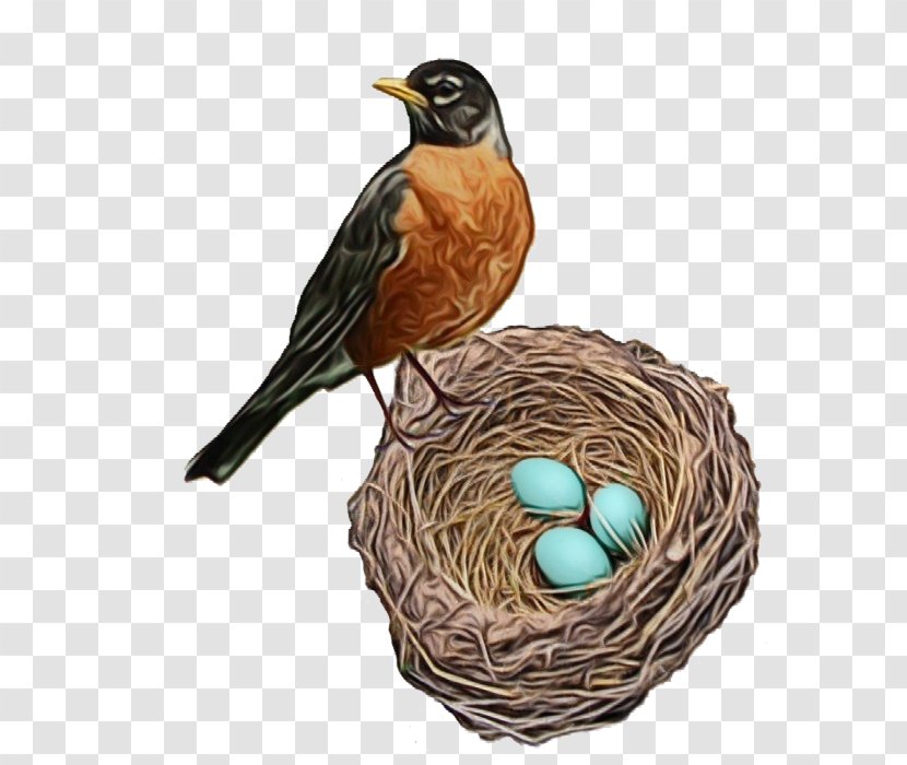 Egg - Nest - Songbird Perching Bird Transparent PNG