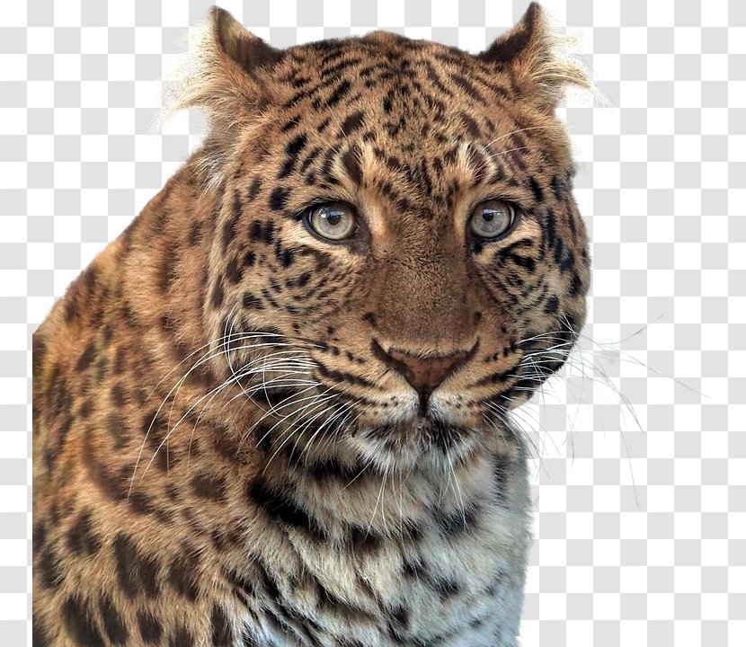 Tiger Larkspur Elementary School Leopard Black Panther - Terrestrial Animal Transparent PNG