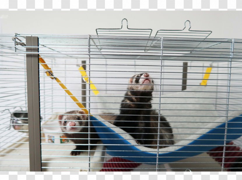Animal Shelter 4K Resolution - Ferret Transparent PNG
