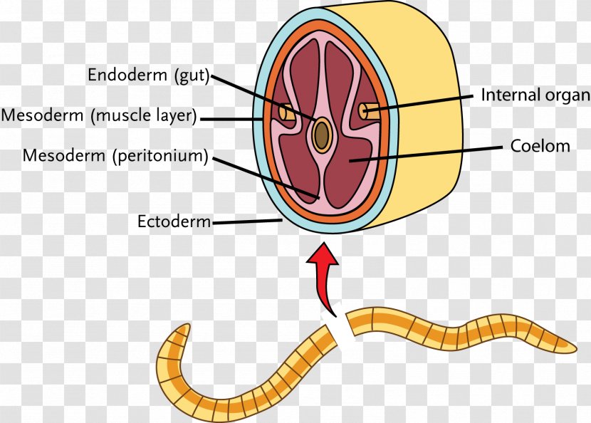 Coelom Hydrostatic Skeleton Jellyfish Invertebrate Annelid - Tree Transparent PNG