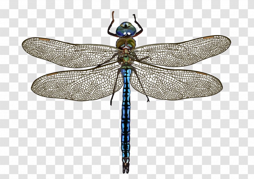 Dragonfly Insect Mosquito Animal Célula Diploide - Organism Transparent PNG