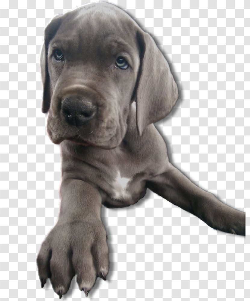 Great Dane Cane Corso Puppy Dog Breed Snout Transparent PNG