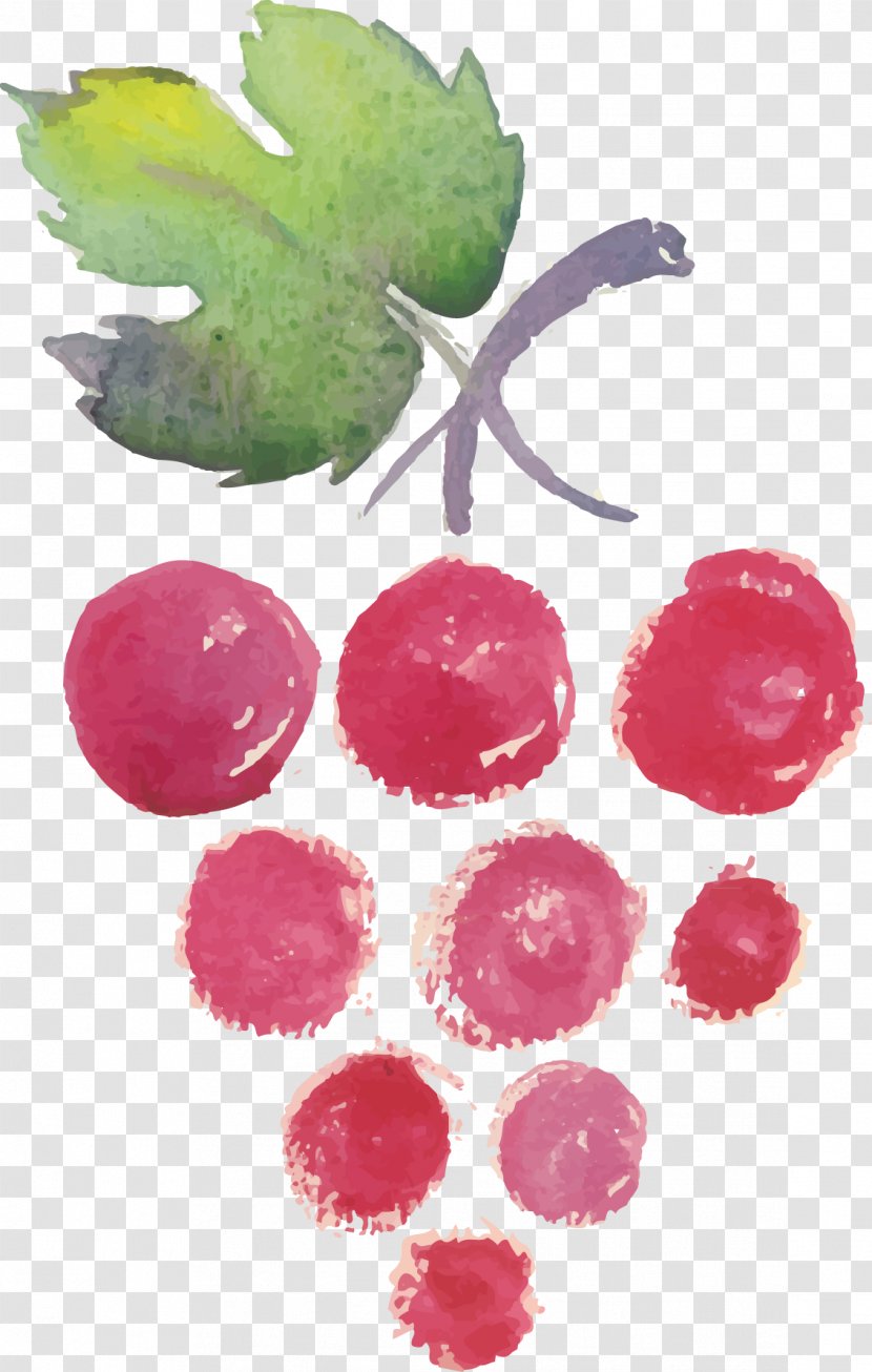 Wine List Watercolor Painting Drawing - Fruit - Grapes Transparent PNG