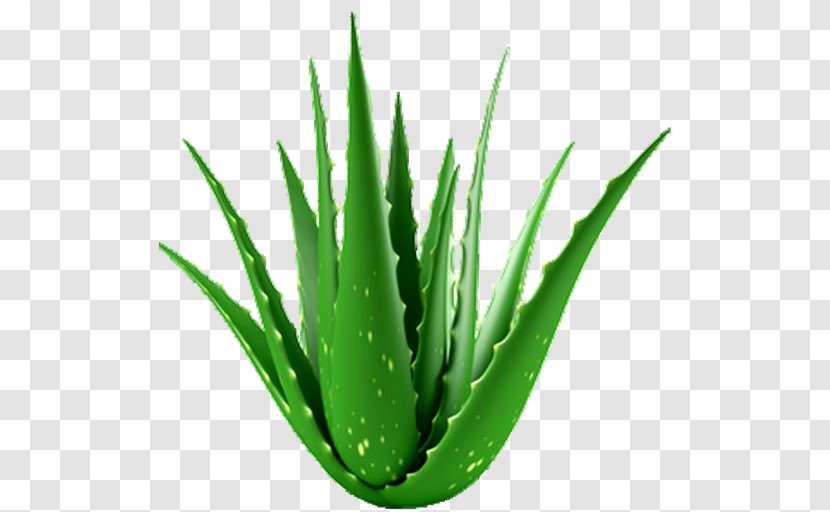Aloe Vera Houseplant Medicinal Plants Medicine - Species - Plant Transparent PNG