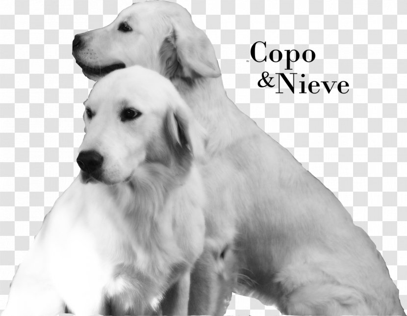 Golden Retriever Labrador Akbash Dog Puppy Breed - White Transparent PNG