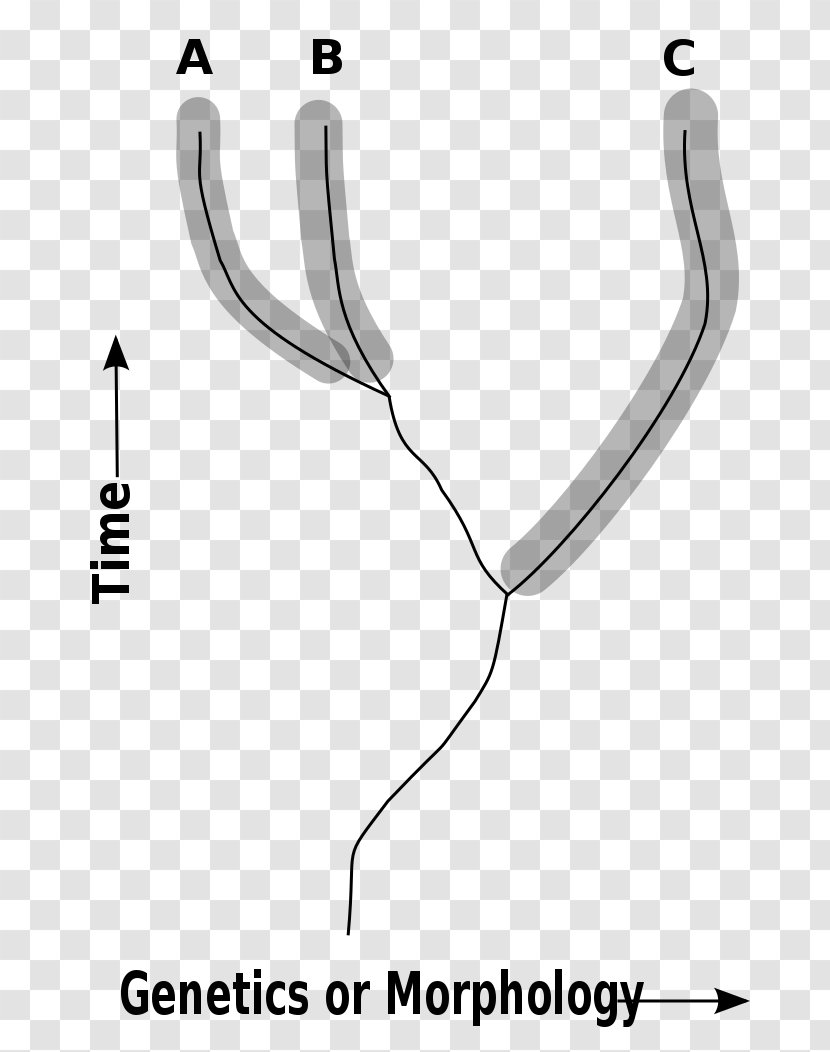 Wikimedia Foundation Cladistics Commons Species Taxonomic Rank - Neck Transparent PNG