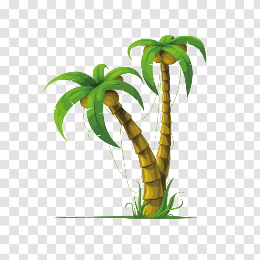 Coconut Arecaceae Drawing Stock Photography - Tree Transparent PNG