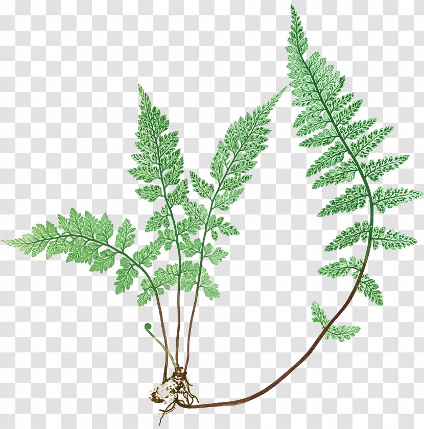 Canvas Graphic Arts Fern Leaf - Plant Stem - Watercolor Transparent PNG