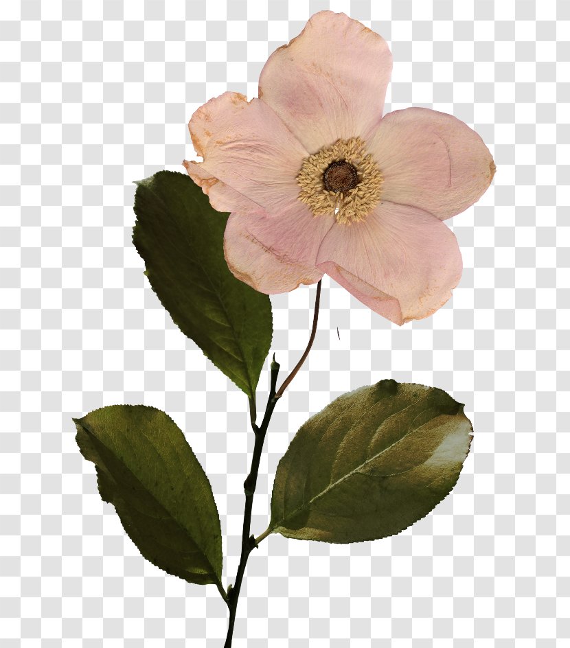 Flower Centifolia Roses Petal - Magnolia Family Transparent PNG