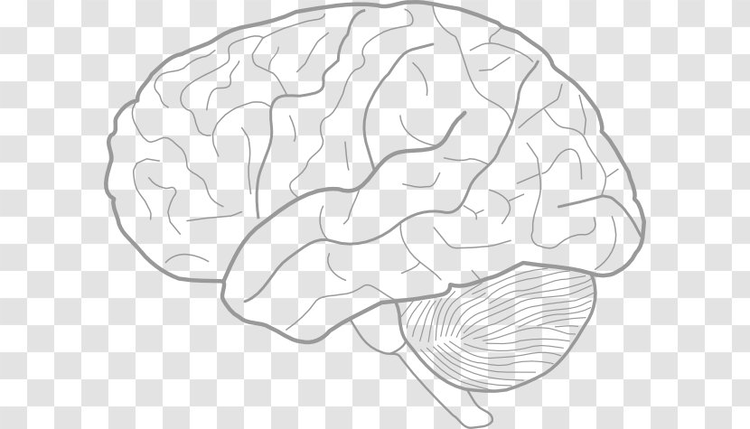 Outline Of The Human Brain Drawing Clip Art - Flower - Cliparts Transparent PNG