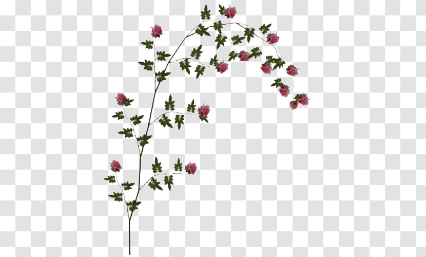 Rose Clip Art - Flora - Vine File Transparent PNG